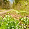 04 Aktion April 25 Feen und Wichtelwald